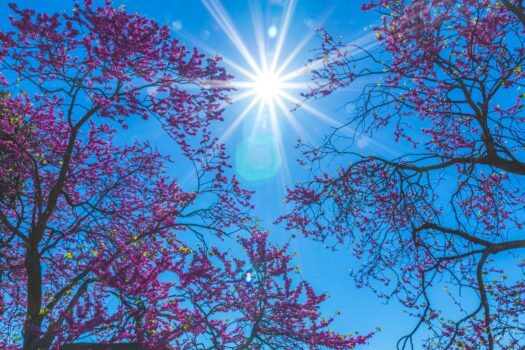 2 bedroom Townhouse for sale in Bullas