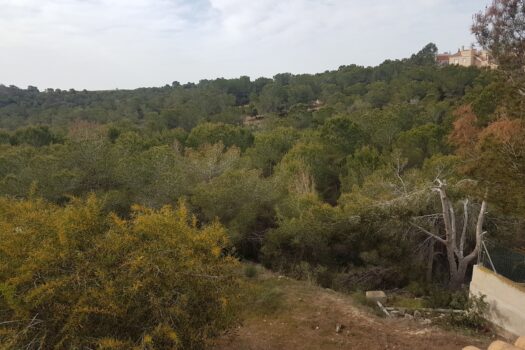 Plot for sale in Algorfa