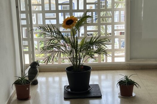 1 bedroom Apartment for sale in La Zenia