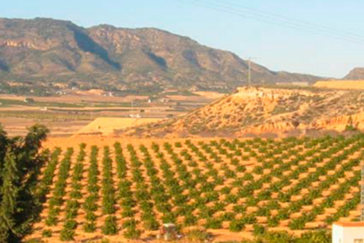 Plot for sale in Torre Pacheco