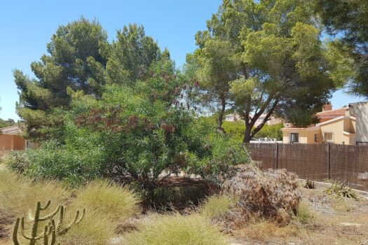 Plot for sale in Algorfa