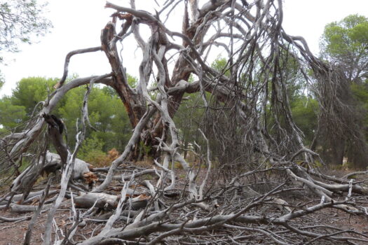 15 bedroom Villa for sale in Ibi