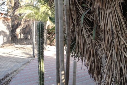 7 bedroom Finca for sale in Elche