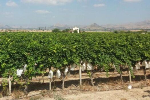 3 bedroom Townhouse for sale in Monforte del Cid