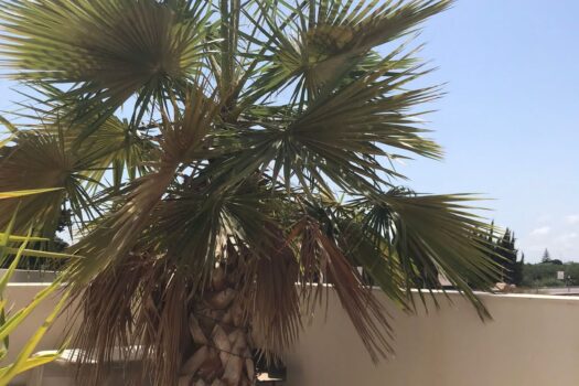 2 bedroom Villa for sale in Daya Nueva