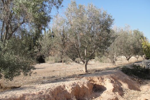 7 bedroom Finca for sale in Elche