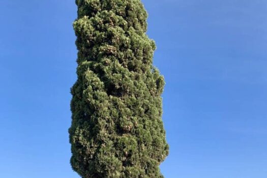 Plot for sale in La Marina