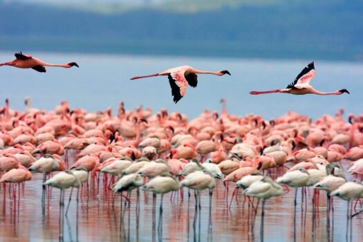 Prodej bungalovu Torrevieja