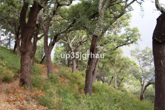 Prodej House,Costa del Sol,330m2,Finca – Cortijo