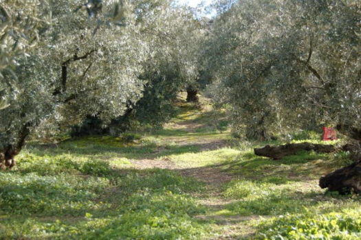 Prodej House,Cordoba,0m2,Finca – Cortijo