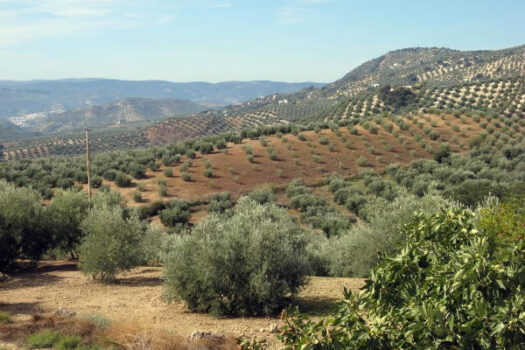 Prodej House,Cordoba,0m2,Finca – Cortijo